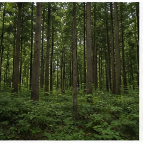 山林の土地利用イメージ写真